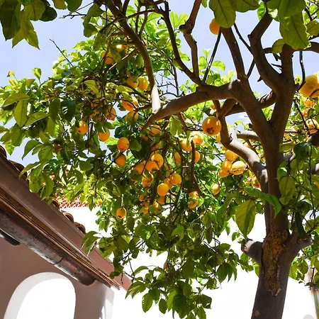Ischiamare Forio Guest house